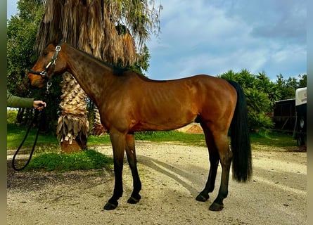 German Sport Horse, Gelding, 12 years, 16,1 hh