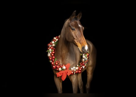 German Sport Horse, Gelding, 12 years, 16,3 hh, Brown