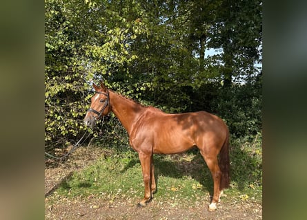 German Sport Horse, Gelding, 12 years, 17 hh, Chestnut-Red
