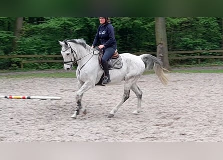 German Sport Horse, Gelding, 12 years, 17 hh, Gray