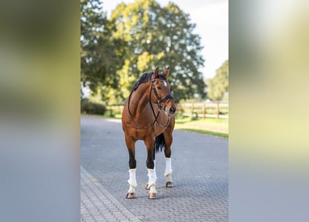 German Sport Horse, Gelding, 13 years, 16.2 hh, Bay-Dark German Sport Horse, Gelding, 13 years, 16.2 hh, Bay-Dark