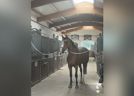 German Sport Horse, Gelding, 13 years, 17.2 hh, Brown