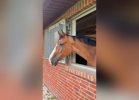 German Sport Horse, Gelding, 13 years, 17.2 hh, Brown