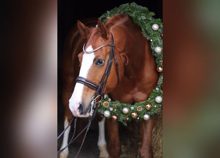 German Sport Horse, Gelding, 14 years, 17 hh, Chestnut-Red