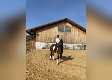 German Sport Horse, Gelding, 15 years, 16.1 hh, Brown
