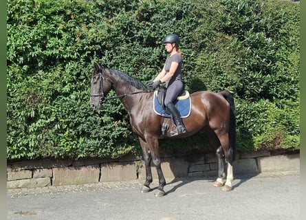 German Sport Horse, Gelding, 16 years, 16.2 hh, Black