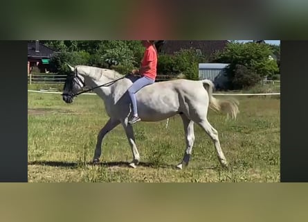 German Sport Horse, Gelding, 16 years, 16,3 hh, Grey