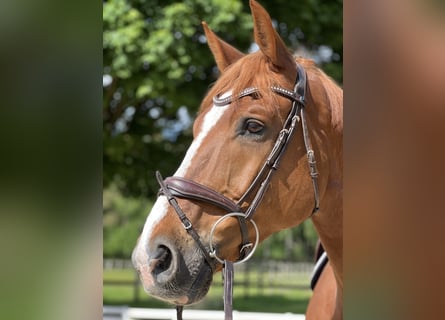 German Sport Horse, Gelding, 16 years, 17,1 hh, Chestnut-Red