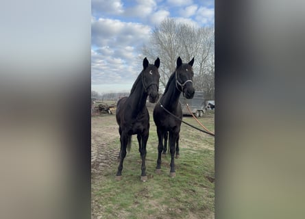German Sport Horse, Gelding, 18 years, 16.1 hh, Black