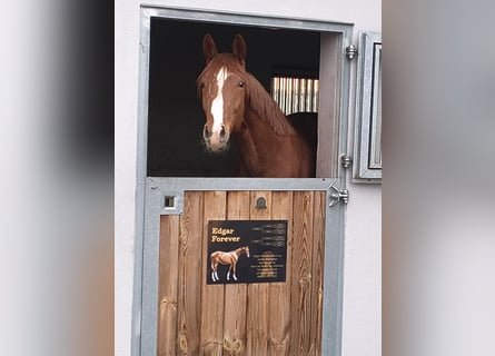 German Sport Horse, Gelding, 2 years, 15.2 hh, Chestnut-Red