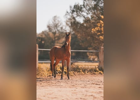 German Sport Horse, Gelding, 2 years, 16.2 hh, Brown-Light