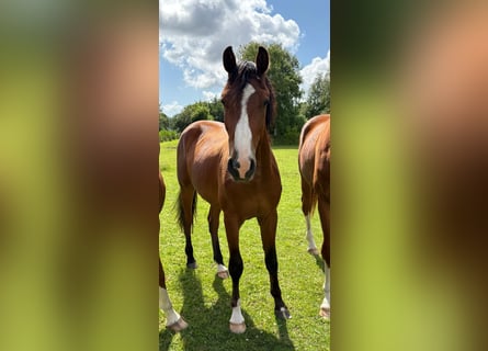German Sport Horse, Gelding, 2 years, 16,1 hh, Brown