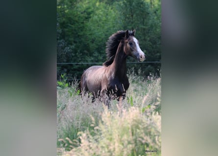 German Sport Horse, Gelding, 2 years, Gray