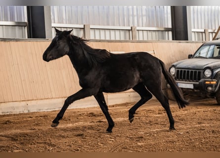 German Sport Horse, Gelding, 3 years, 15.1 hh, Black
