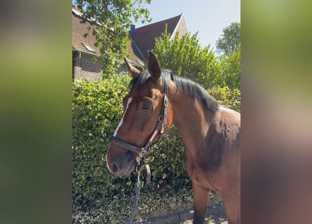 German Sport Horse, Gelding, 3 years, 15.2 hh, Brown