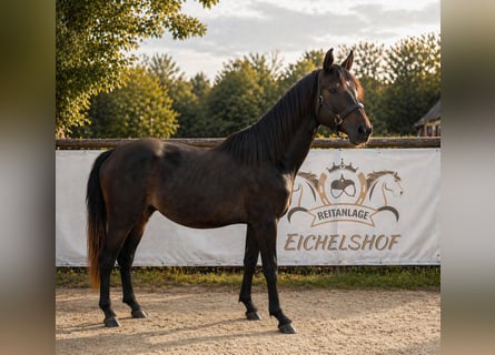 German Sport Horse, Gelding, 3 years, 15.2 hh, Can be white