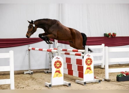 German Sport Horse, Gelding, 3 years, 15.3 hh, Brown