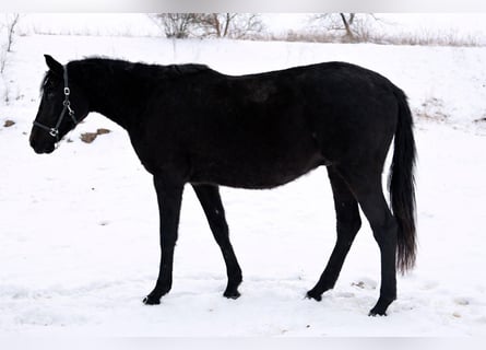 German Sport Horse, Gelding, 3 years, 15,3 hh, Black