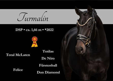 German Sport Horse, Gelding, 3 years, 16.1 hh, Bay-Dark