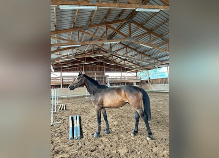 German Sport Horse, Gelding, 3 years, 16.1 hh, Bay-Dark