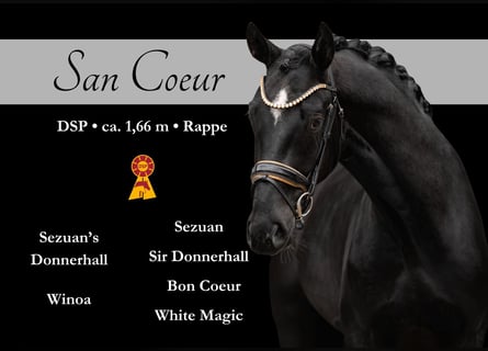 German Sport Horse, Gelding, 3 years, 16.1 hh, Black