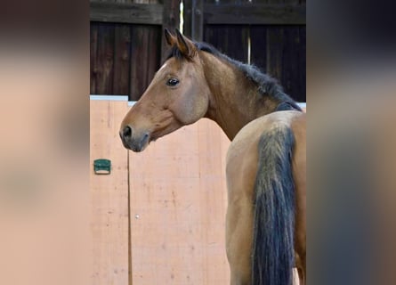 German Sport Horse, Gelding, 3 years, 16.1 hh, Brown