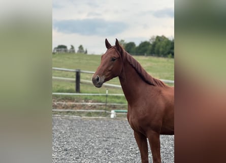 German Sport Horse, Gelding, 3 years, 16.1 hh, Chestnut