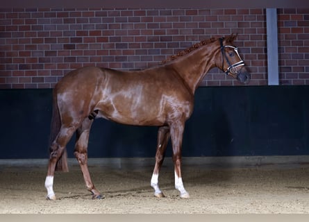 German Sport Horse, Gelding, 3 years, 16.1 hh, Chestnut-Red