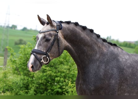 German Sport Horse, Gelding, 3 years, 16.1 hh, Gray-Dapple