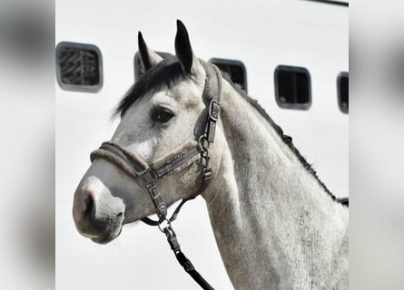 German Sport Horse, Gelding, 3 years, 16.1 hh, Grey-Dapple