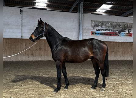 German Sport Horse, Gelding, 3 years, 16,2 hh, Bay-Dark