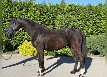 German Sport Horse, Gelding, 3 years, 16,2 hh, Black