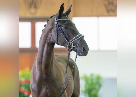German Sport Horse, Gelding, 3 years, 16.2 hh, Black