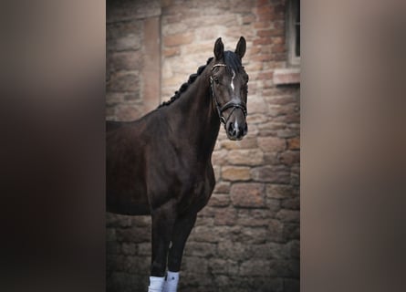 German Sport Horse, Gelding, 3 years, 16.2 hh, Chestnut