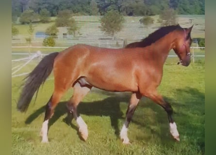 German Sport Horse, Gelding, 3 years, 16 hh, Brown