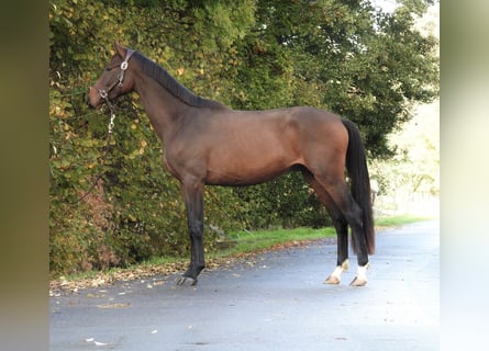 German Sport Horse, Gelding, 3 years, 16 hh, Brown