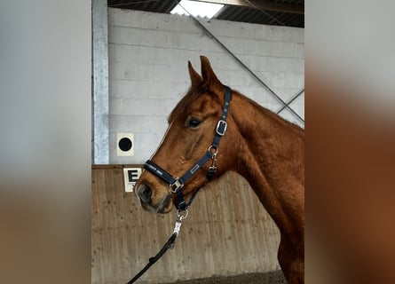 German Sport Horse, Gelding, 3 years, 16 hh, Chestnut-Red