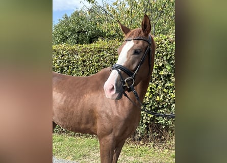 German Sport Horse, Gelding, 3 years, 16 hh, Chestnut-Red