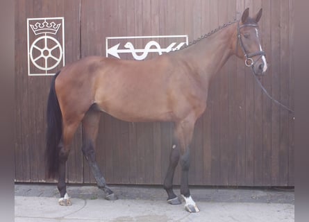 German Sport Horse, Gelding, 3 years, 16,1 hh, Bay-Dark