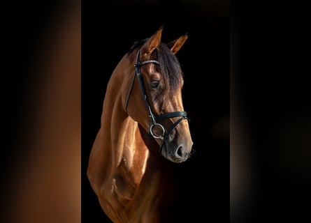 German Sport Horse, Gelding, 3 years, 16,1 hh, Brown
