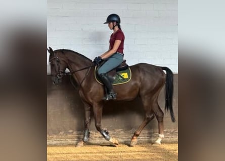 German Sport Horse, Gelding, 3 years, 16,1 hh, Chestnut
