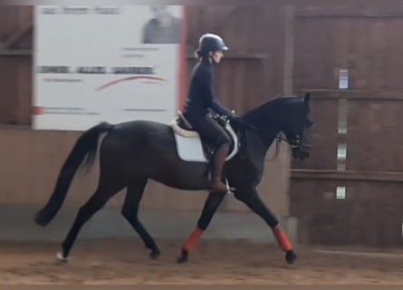 German Sport Horse, Gelding, 3 years, 16,1 hh, Smoky-Black