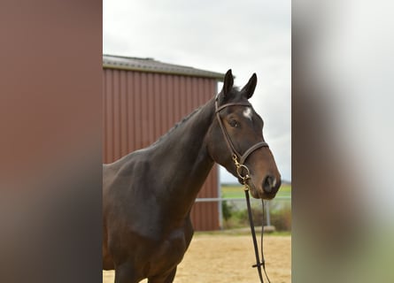 German Sport Horse, Gelding, 3 years, 16,2 hh, Bay-Dark