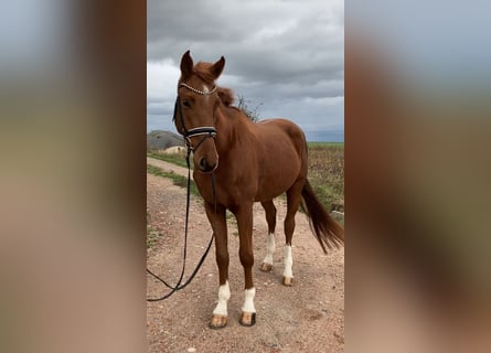 German Sport Horse, Gelding, 3 years, 16,2 hh, Chestnut-Red