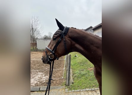 German Sport Horse, Gelding, 3 years, 17.1 hh, Chestnut