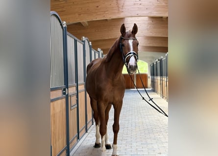 German Sport Horse, Gelding, 3 years, 17.1 hh, Chestnut-Red