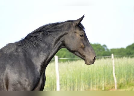 German Sport Horse, Gelding, 3 years, 17 hh, Black