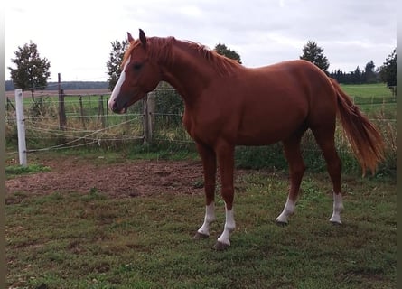 German Sport Horse, Gelding, 3 years, Chestnut-Red