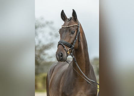 Deutsches Sportpferd, Wallach, 4 Jahre, 15,3 hh, Brauner