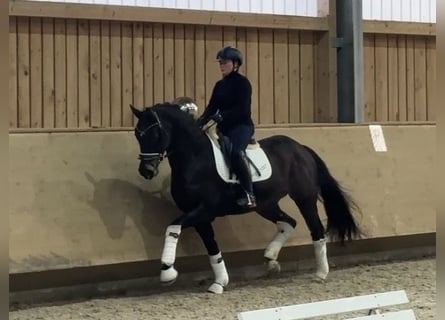 German Sport Horse, Gelding, 4 years, 15,2 hh, Bay-Dark